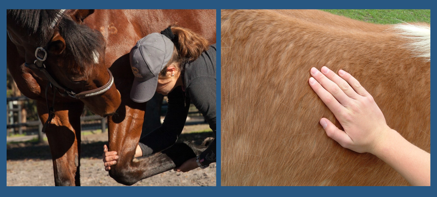 Equine Physical Therapy